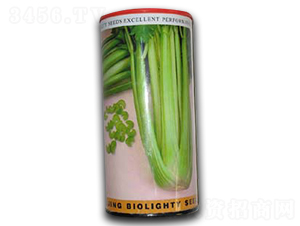 荷蘭西芹-芹菜種子-科立昌