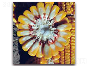 �Ǻ�605-���׷N��-�����r(n��ng)