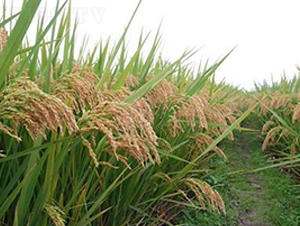 �㾬��(y��u)1578-ˮ���N��-�����r(n��ng)