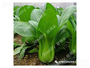 捷冬青169-青梗菜種子-捷利亞