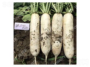 ������1510-�}���N��-������