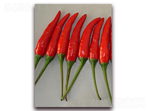 圣農(nóng)紅寶石01朝天椒-朝天椒種子-圣農(nóng)高科