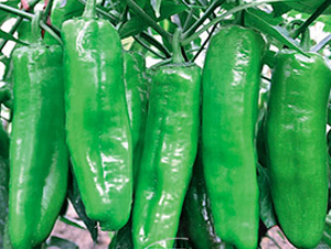 ������-�����N��-ʒ�·N�I(y��)