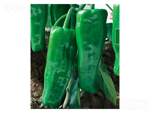 天王801-辣椒種子-蕭新種業(yè)