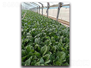 ϲ�혷-���˷N��-����N��