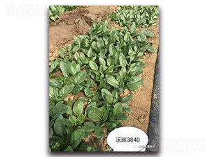 ����3840-���˷N��-����N��