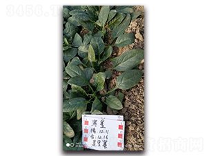 ���ǲ���-���˷N��-����N��