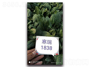 ����1838-���˷N��-����N��