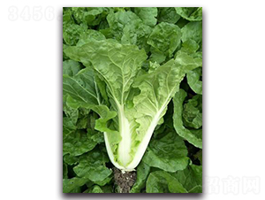 ����01-�ײ˷N��-����N��