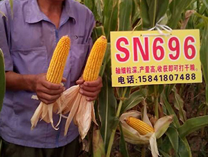 SN696-���׷N��-���r(n��ng)���S