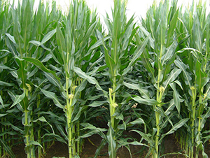 ����1̖(h��o)-���׷N��-���r(n��ng)���S