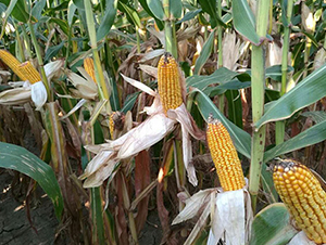 HA054-���׷N��-���r(n��ng)���S