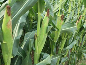 ND1602-���׷N��-���r(n��ng)���S