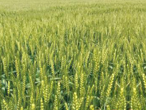 �r(n��ng)��88-С���N��-���r(n��ng)���S