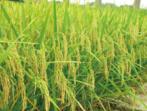 ���Ƀ�(y��u)1̖(h��o)���s���i����-ˮ���N��-���r(n��ng)���S