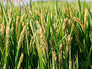 �S��3227-ˮ���N��-���r(n��ng)���S