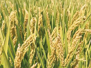 �Ͼ�����-ˮ���N��-���r(n��ng)���S