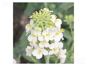 ����һ̖-�Ͳ˷N��-�ݺͷN�I(y��)