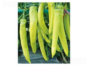 金豐-辣椒種子-優(yōu)美農業(yè)