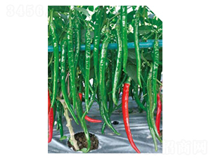 靚麗-辣椒種子-優(yōu)美農(nóng)業(yè)