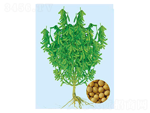 �|��50-�󶹷N��-���S�N�I(y��)