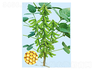 ���Sһ̖(h��o)-�󶹷N��-���S�N�I(y��)