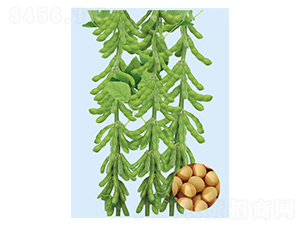 ����һ̖(h��o)-�󶹷N��-���S�N�I(y��)