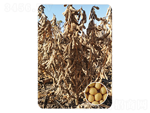 ����7-�󶹷N��-���S�N�I(y��)