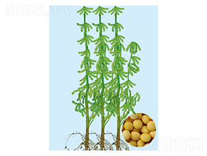 ����96-�󶹷N��-���S�N�I(y��)