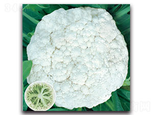 福樂65天-花椰菜種子-福仁德樂