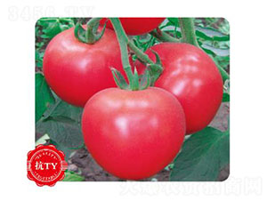 �۲���-���ѷN��-�ȃ�(y��u)�_(d��)