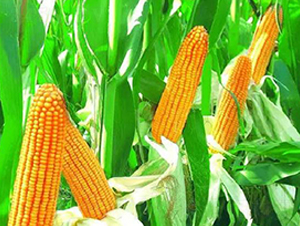 ����8̖-���׷N��-���ǷN�I(y��)