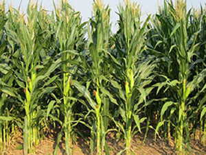 ����4̖-���׷N��-���ǷN�I(y��)