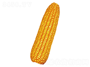 ����5-���׷N��-ԣ�S�N�I(y��)