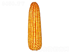 ����68-���׷N��-ԣ�S�N�I(y��)