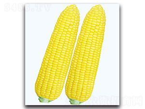 ������һ̖����-�����׷N��-�F(xi��n)������