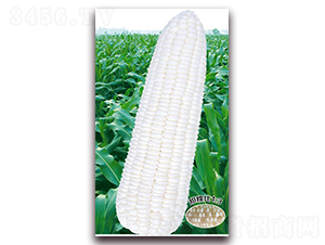 �fŴʮһ-Ŵ���׷N��-�A��N�I(y��)