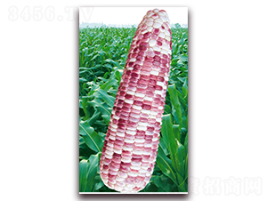 �f��Ŵ��̖-Ŵ���׷N��-�A��N�I(y��)