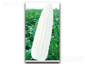 �fŴ��̖-Ŵ���׷N��-�A��N�I(y��)