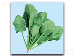 �����첤-���˷N��-���ܷN�I(y��)