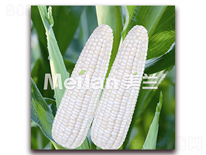 �������Ŵ3̖-��Ŵ���׷N��-�G��