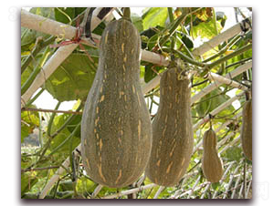 ������-�ϹϷN��-���߷N�I(y��)