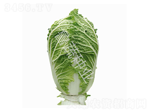 ţ����5̖(h��o)-�ײ˷N��-���߷N�I(y��)