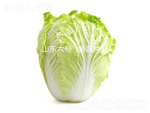 ɽ�|��̖-�ײ˷N��-���߷N�I(y��)