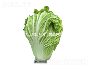 �������19̖-�ײ˷N��-���߷N�I(y��)