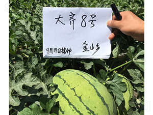 大齊八號(hào)-西瓜種子-大齊農(nóng)業(yè)