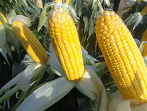 �¿�19-���׷N��-��ʥ��