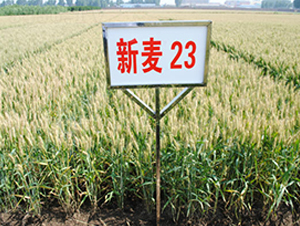 ����23-С���N��-��ʥ��