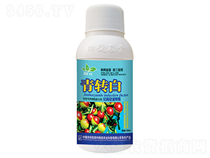 冬棗專用著色膨大素-青轉(zhuǎn)白-田俊肥業(yè)