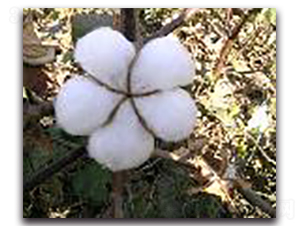 GK—10-棉花種子-睿優(yōu)農(nóng)業(yè)